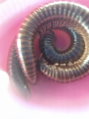 Leptogoniulus sorornus