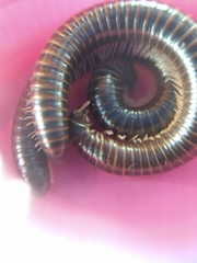 Leptogoniulus sorornus