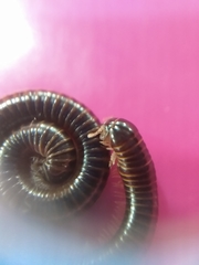 Leptogoniulus sorornus