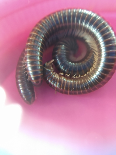 Milpiés asiático