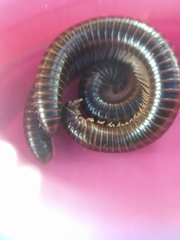 Leptogoniulus sorornus