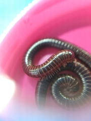 Leptogoniulus sorornus