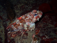 Hemilepidotus hemilepidotus