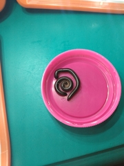 Leptogoniulus sorornus