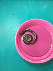 Leptogoniulus sorornus