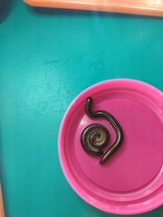 Leptogoniulus sorornus