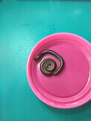 Leptogoniulus sorornus