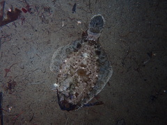 Pleuronichthys coenosus