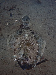 Pleuronichthys coenosus