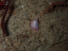 Gastropteron pacificum