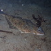 English Sole - Photo (c) KJ, some rights reserved (CC BY-NC), uploaded by KJ