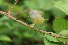 Leiothlypis celata orestera