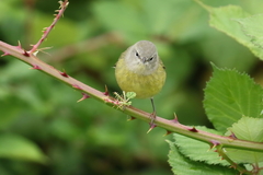 Leiothlypis celata orestera