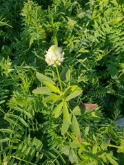 Trifolium alexandrinum