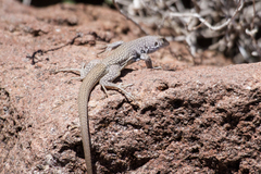 Aspidoscelis marmoratus