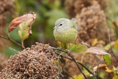Leiothlypis celata orestera