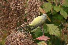 Leiothlypis celata orestera