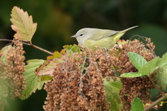 Leiothlypis celata orestera