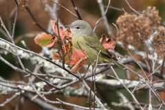 Leiothlypis celata orestera