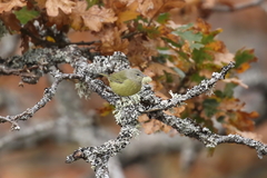 Leiothlypis celata orestera
