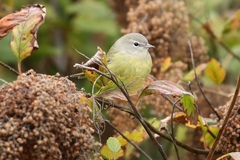 Leiothlypis celata orestera