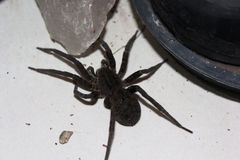 Ancylometes concolor