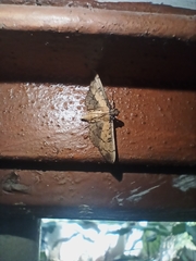 Spilomelinae