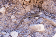 Aspidoscelis marmoratus