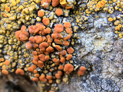 Polycauliona bolacina