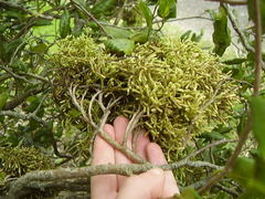 Eriophyes paratrophis