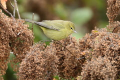 Leiothlypis celata lutescens