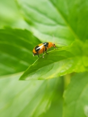 Aulacophora hilaris