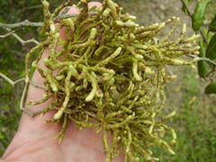 Eriophyes paratrophis
