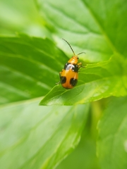 Aulacophora hilaris