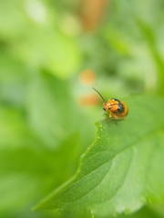 Aulacophora hilaris