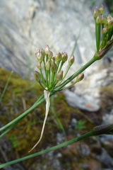 Allium eduardii