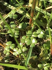 Hydrocotyle sulcata