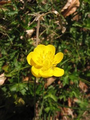 Ranunculus breyninus