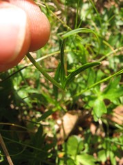 Ranunculus breyninus