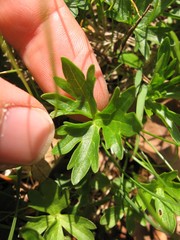 Ranunculus breyninus