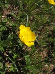 Ranunculus breyninus