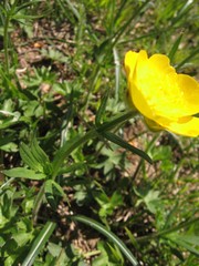 Ranunculus breyninus