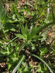 Ranunculus breyninus
