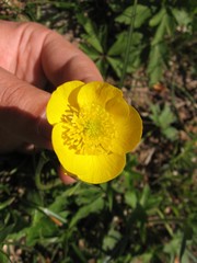 Ranunculus breyninus