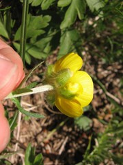 Ranunculus breyninus
