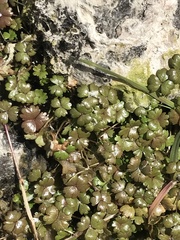 Hydrocotyle sulcata