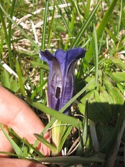 Gentiana acaulis