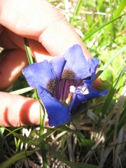 Gentiana acaulis