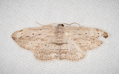 Scopula desita