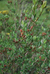 Salix caesia